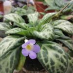 報春苣苔 Primulina guizhongensis 微景觀植物 水陸缸觀葉植物