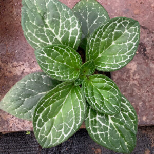 硬葉報春苦苣苔 Primulina sclerophylla