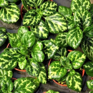 永福唇柱苣苔 Primulina yungfuensis