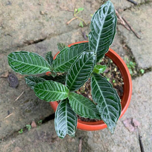 花葉九節木/駁骨草 Psychotria calocarpa Kurz