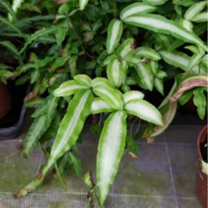 蟹爪鳳尾蕨 Pteris cretica albolineata