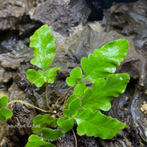 地爾蕨 Quercifilix zeylanica (Houtt.) Cop.