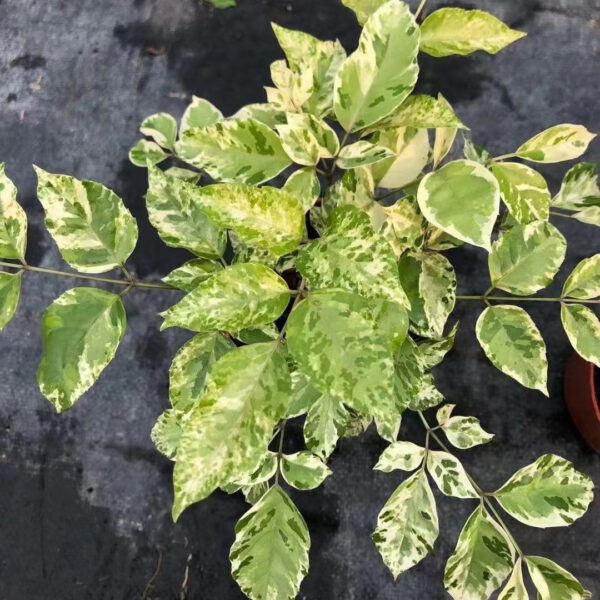 海南菜豆樹 Radermachera hainanensis var.：圖片 2