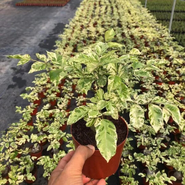 海南菜豆樹 Radermachera hainanensis var.：圖片 3