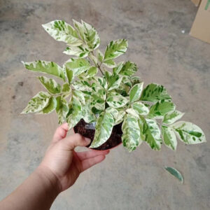 海南菜豆樹 Radermachera hainanensis var.