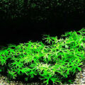 鹿角矮珍珠Ranunculus papulentus var. tropica