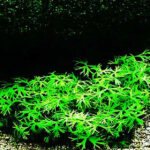 鹿角矮珍珠Ranunculus papulentus var. tropica