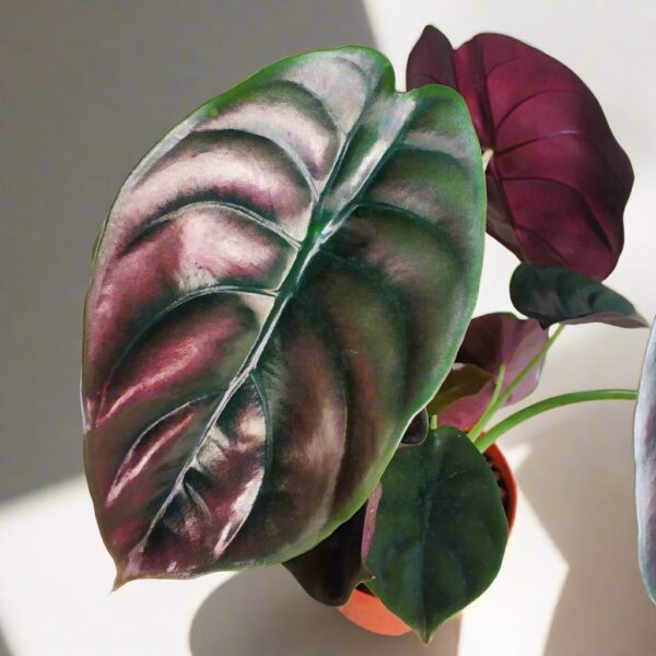 銅鏡觀音蓮 Red Secret (Alocasia cuprea red)：圖片 2