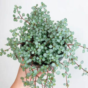 灰綠冷水花 Red Stem Tears (Pilea glaucophylla)