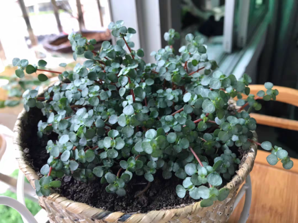 灰綠冷水花 Red Stem Tears (Pilea glaucophylla)：圖片 3