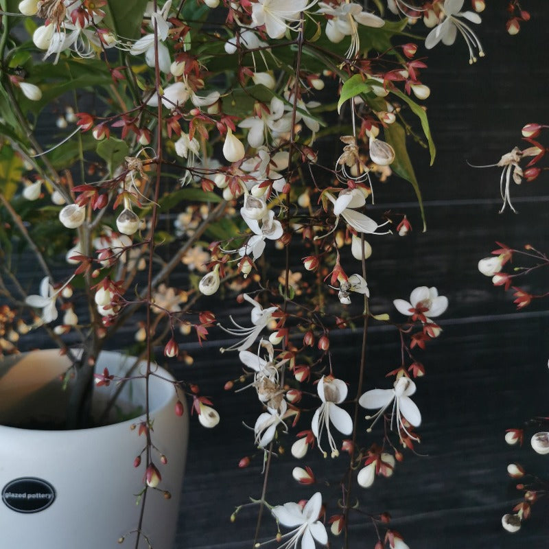 垂絲茉莉(應節花卉):圖片 3