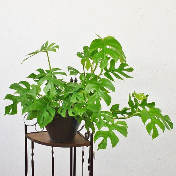 姬龜背 Mini Monstera (Rhaphidophora tetrasperma)：圖片 3