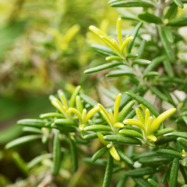 迷迭香 Gold Dust Rosemary (Rosmarinus officinalis)：圖片 3