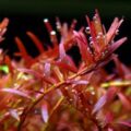 紅宮廷Rotala sp. 'colorata'