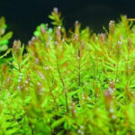 绿蝴蝶草 Rotala Macrandra 'Green'