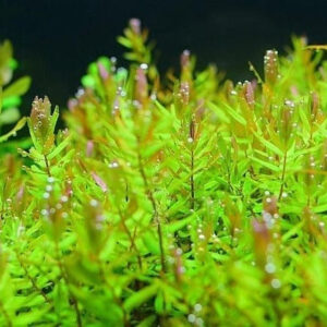 绿蝴蝶草 Rotala Macrandra 'Green'