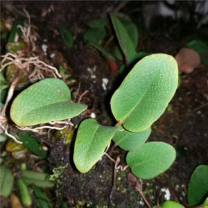 石韋屬 Round Leaf (Pyrrosia sp.)