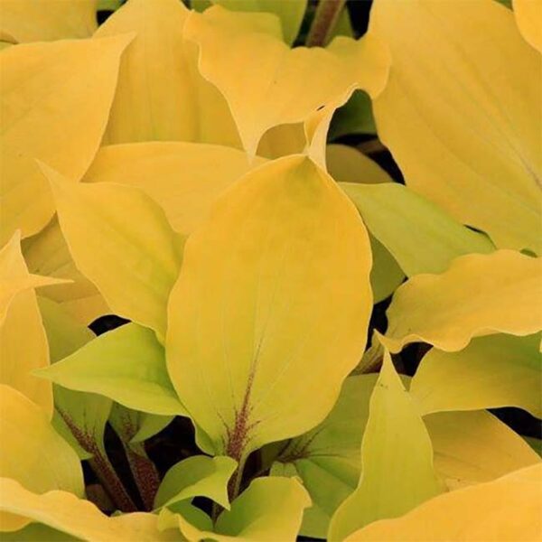 玉簪花 Fire Island Hosta：圖片 4