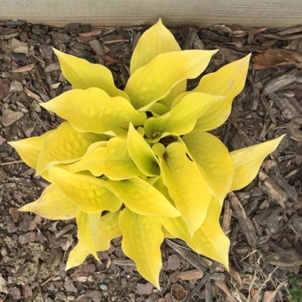 玉簪花 Fire Island Hosta：圖片 2