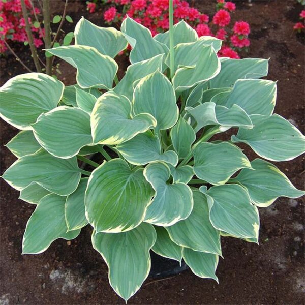 玉簪花 Sagae Hosta：圖片 3