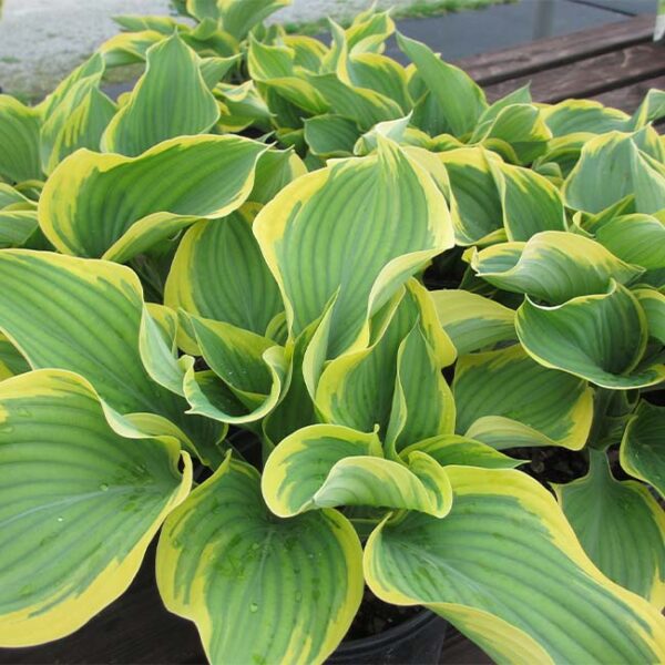 玉簪花 Sagae Hosta：圖片 2