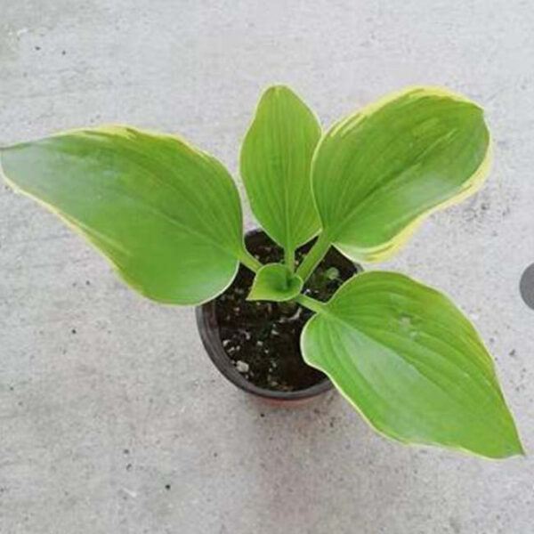 玉簪花 Sagae Hosta