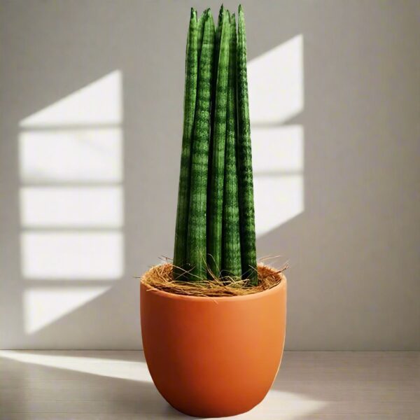 棒葉虎尾蘭, 虎皮蘭 Sansevieria Cylindrica (Dracaena angolensis)：圖片 2