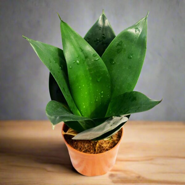 虎尾蘭 / 虎皮蘭 Sansevieria trifasciata 'Black Dragon'