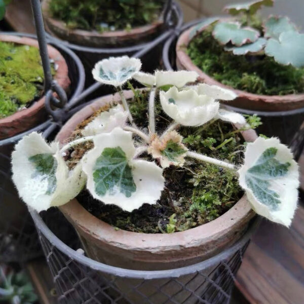 虎耳草 Strawberry Begonia 'Tricolor' (Saxifraga stolonifera var.)