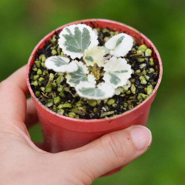 虎耳草 Strawberry Begonia 'Tricolor' (Saxifraga stolonifera var.)：圖片 3