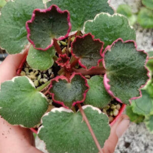 虎耳草 Variegated Strawberry Begonia (Saxifraga stolonifera var.)