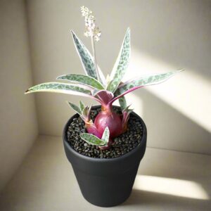 油点百合 Scilla violacea (Ledebouria socialis)