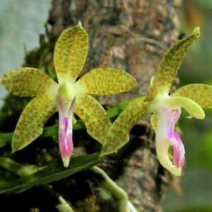 短莖萼脊蘭 Moth Orchid (Sedirea subparishii)