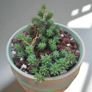 薄雪萬年草 Sedum hispanicum (Spanish Stonecrop)