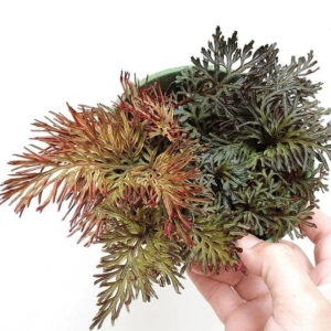 珊瑚卷柏 Selaginella erythropus