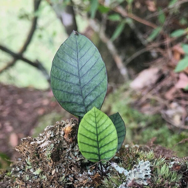 岡本氏茀蕨 Selliguea rhynchophylla：圖片 2