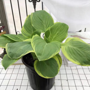 圓葉玉簪 Frances williams Hosta (Hosta sieboldiana)