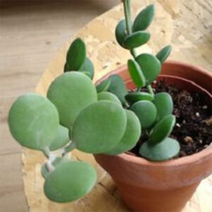 碧雷鼓 Silver Dollar Plant (Xerosicyos danguyi)