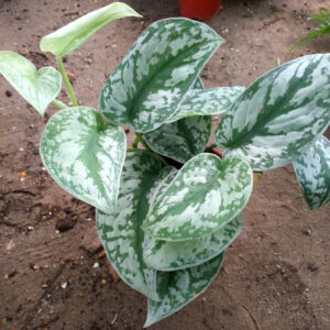 大銀葉葛 Silver Satin Pothos (Scindapsus pictus 'exotica')