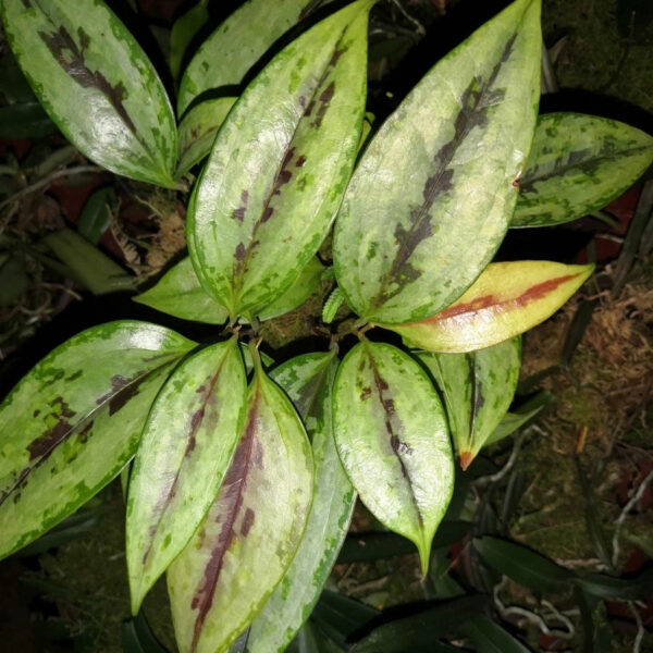 菝葜 Smilax china sp.：圖片 4