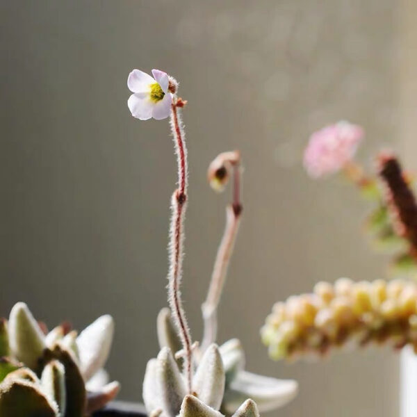 福兔耳 Snow White Panda Plant (Kalanchoe eriophylla) (直徑2-4cm)：圖片 4