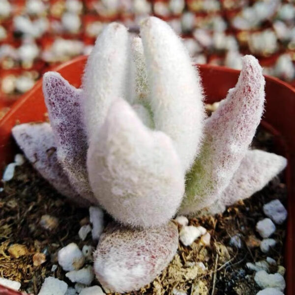 福兔耳 Snow White Panda Plant (Kalanchoe eriophylla) (直徑2-4cm)：圖片 3