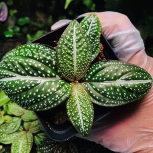 绿斑蜂鬥草 Sonerila 'Green Spotted' (Sonerila sp.)