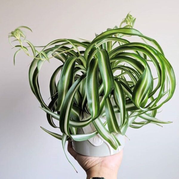 荷蘭吊蘭 Spider Plant (Chlorophytum comosum 'Bonnie')：圖片 2