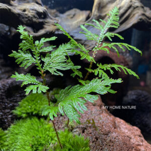 江南卷柏 Spikemoss (Selaginella moellendorffii)