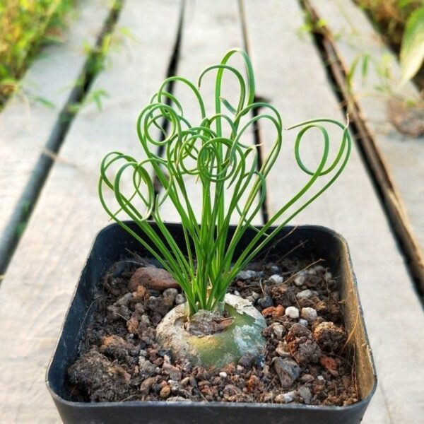 細葉弹簧草 Spiral grass (Albuca namaquensis)：圖片 3