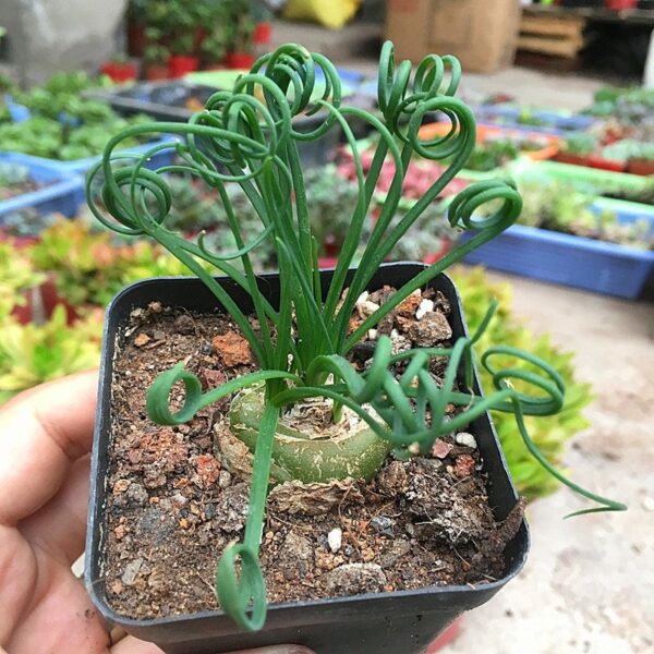 細葉弹簧草 Spiral grass (Albuca namaquensis)：圖片 4