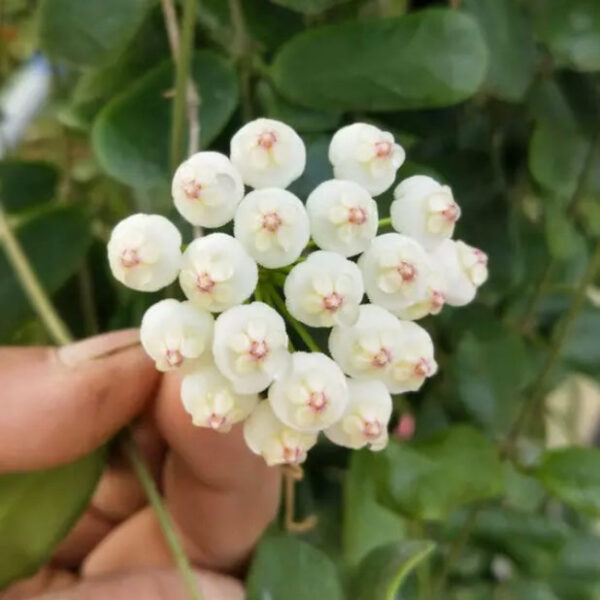 方葉毬蘭 Square leaf (Hoya rotundiflora)