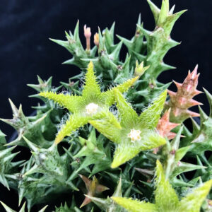 精麗閣  Stapelia dummer (Orbea dummeri)