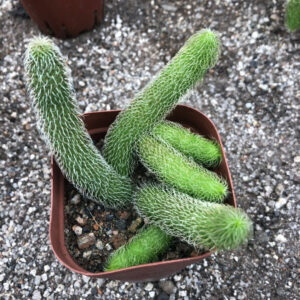 蘿藦毛絨角 Stapelianthus pilosus